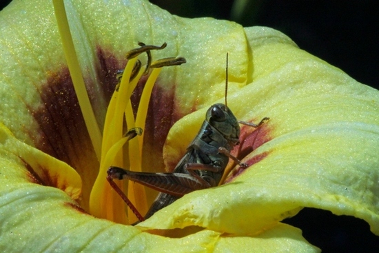 DON STEVENS & GRASSHOPPER - photo by Marlene Harmon